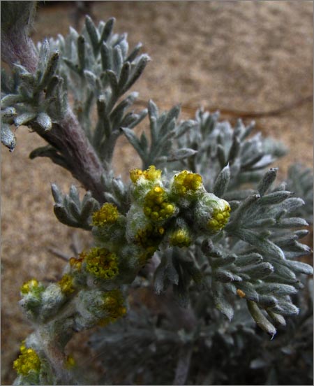 sm 283 Beach Sagebrush.jpg - Beach Sagebrush (Artemisia pycnocephala): This native grew directly in the sand dunes.